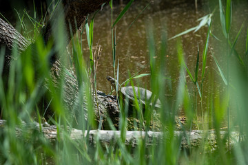 Small turtle hidden in the grass