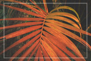 Background with leaves,palm leaf Creative layout made of orange leaves. Flat lay Nature background at phuket thailand