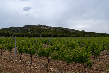 Fototapeta na wymiar Bad weather vineyards, Provence, France