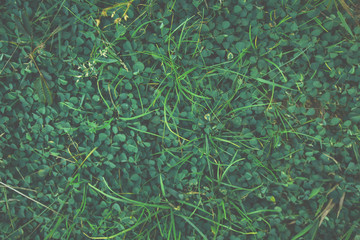 Soft Creative layout made of green leaves. Flat lay. Nature background at phuket thailand