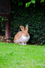 Fluffy rabbit with white and red fur in the grass.