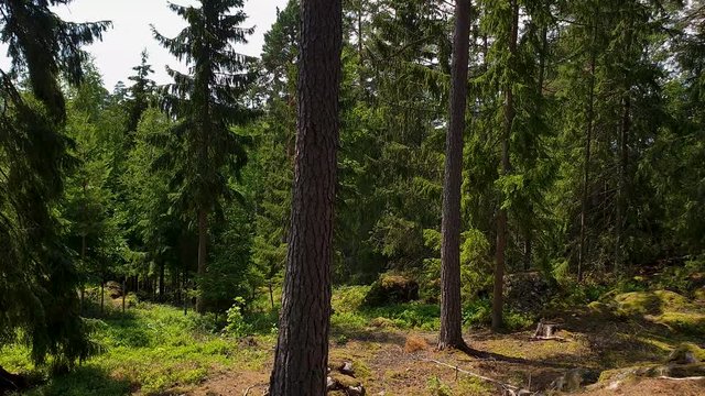 Beautiful view of rocky nature landscape in forest. High green pine trees on blue sky background.