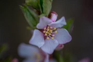 flower macro