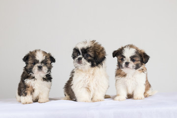 cachorros shitzu fondo blanco