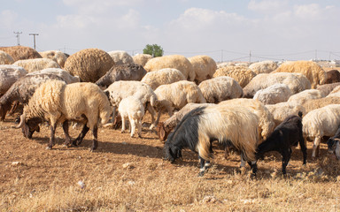 Fototapeta premium brown sheep in Jordan eating dried grass