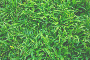 green grass natural background texture  top view at phuket thailand