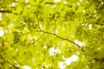 green leaves in sunlight. branches with green leaves. beautiful green background