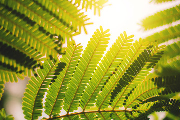 Creative layout made of green leaves Parkia speciosa. Sillhouette Nature background at phuket thailand