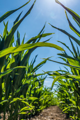 Fototapeta premium Maisfeld im Sommer
