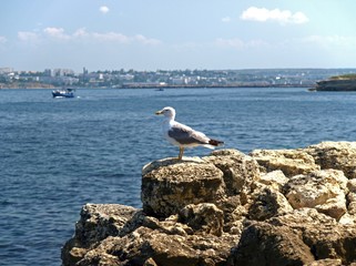 Sevastopol, Crimea - July 19, 2008: Seagull is sitting on the stone sea shore in Sevastopol bay. The peninsula of Crimea and it’s picturesque rocky shore  