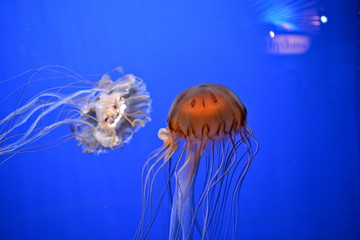 jellyfish in water