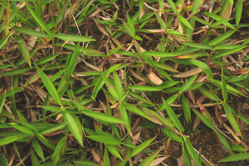 green grass natural background texture  top view at phuket thailand