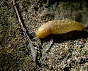 Yellow slug at night