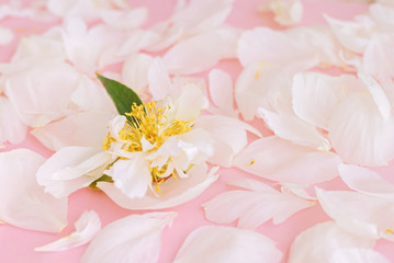 White tender peony petals on pink background.