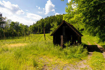 Fototapeta premium Hop garden in spring, Styria, Austria