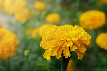 Creative out the top view, yellow marigold outstanding. Natural background, dark