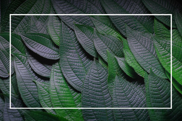 Green leaves,Flat lay are texture Nature background creative tropical layout made at phuket Thailand