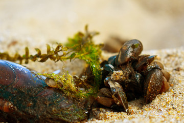 shells in the sand on the beach