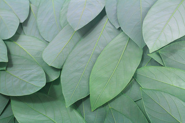 Green leaves are texture background creative layout made at phuket Thailand