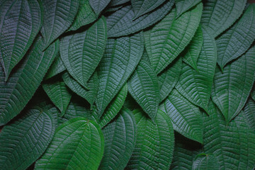 Obraz premium Green leaves,Flat lay are texture Nature background creative tropical layout made at phuket Thailand