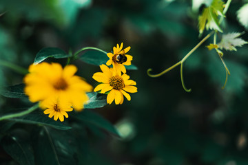 yellow flowers in the open sunlight