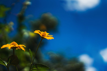 yellow flowers in the open sun against a blue sky with covers