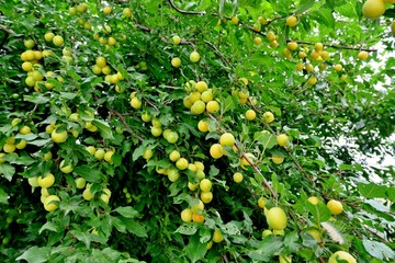 ripe juicy yellow berries close-up
