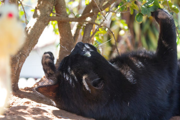 black cat