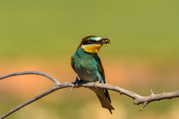 Abejaruco