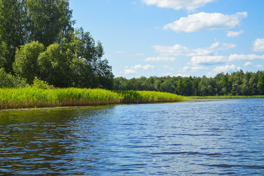 High aquatic green natural beautiful plants bushes grass reeds against the backdrop of the river bank and blue sky - Powered by Adobe