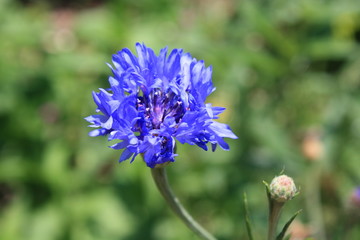 blue flower