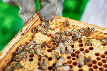 Bienenstöcke eines Imkers bei der Pflege der Bienen mit Waben und Honigbienen