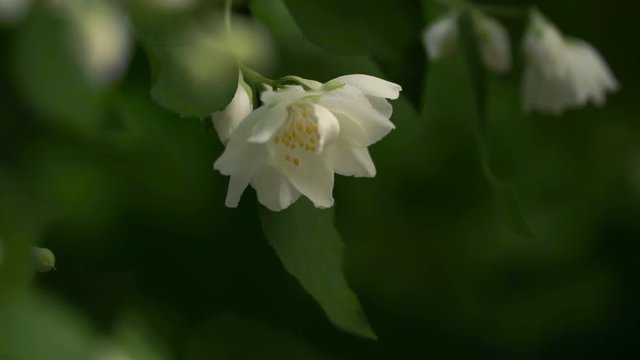 Close up of white jasmine flower on branch against background of green foliage of shrub