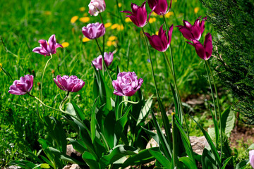 Obraz na płótnie Canvas purple tulip on natural blurred background. delicate tulip flower with petals and bright green leaves on dark background.