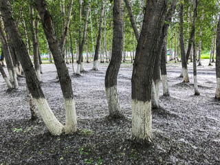 Poplar grove and white poplar fluff covered the ground like snow.