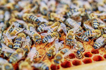 Bienenstöcke eines Imkers bei der Pflege der Bienen mit Waben und Honigbienen