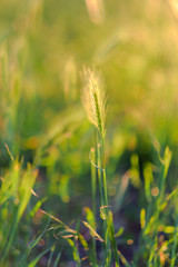 Natural blurred summer background. Field grasses and ears in the golden sunlight at sunset. The concept of environmental protection.