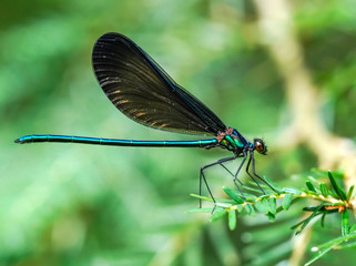 Damsel fly on a Hemlock