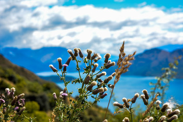 Magic flowers (New Zealand)