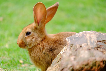 Fluffy beige rabbit in green grass.