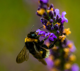 Lavender flowers, on plants bumblebees pollinate flowers.