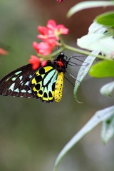 butterfly on a flower
