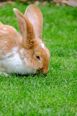 Fluffy rabbit with white and red fur in the grass.