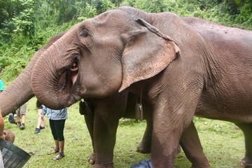 Fototapeta premium Elephant Eating