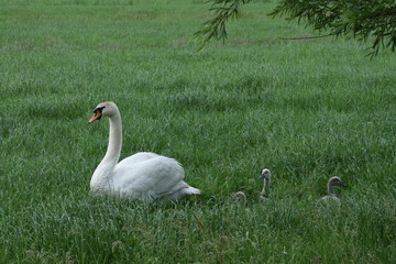 white swan and with three chicks in meadow