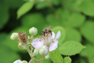 Flowering blackberry - popular with wild bees
