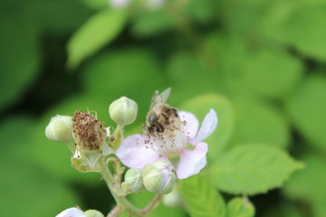 Flowering blackberry - popular with wild bees