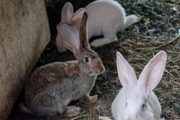 one grey rabbit with long ears sits with two white rabbits