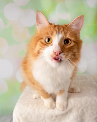 Fototapeta na wymiar Orange and White Cat Sitting Close to the Camera Making Funny Face with Tongue Sticking Out