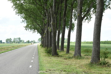 Obraz premium two bikers in road with high trees in polder
